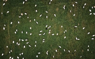 High angle view of birds flying over field