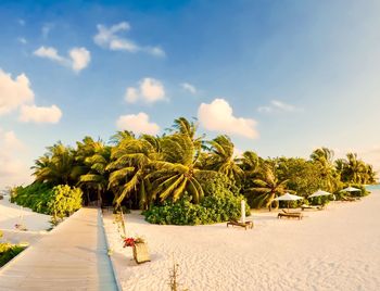 Palm trees on beach against sky