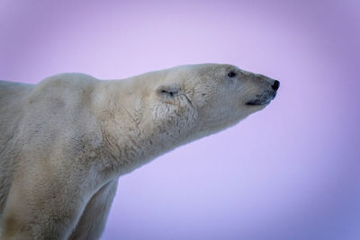 Close-up of polar bear standing raising head