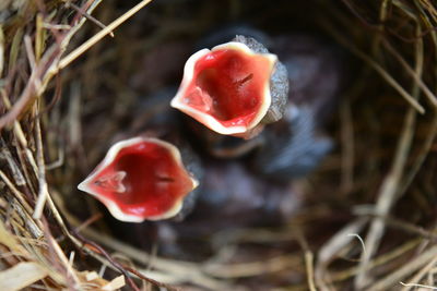 Close-up of red mushroom