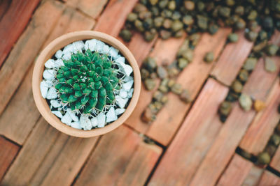 High angle view of potted plant on table