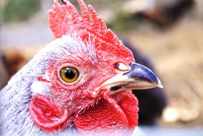 Close-up of rooster
