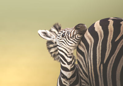 Close-up of a zebras