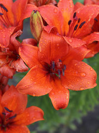 Close-up of wet red flower