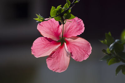 Close-up of pink hibiscus blooming outdoors