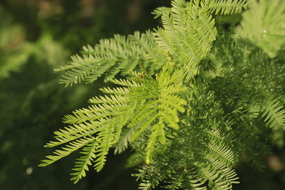 Close-up of fern leaves