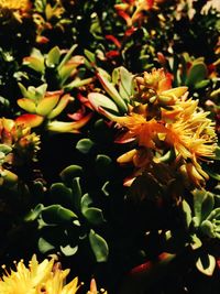 Close-up of yellow flower