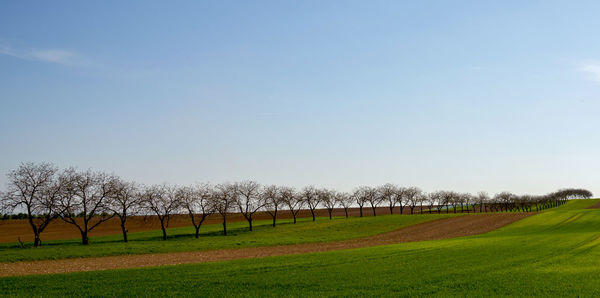 Scenic view of agricultural field against sky
