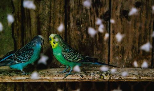 Close-up of bird perching on wood