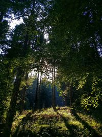 Low angle view of trees