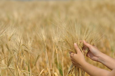 Close-up of wheat growing on field