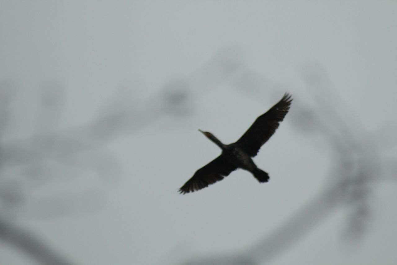 flying, spread wings, bird, low angle view, animals in the wild, animal themes, mid-air, one animal, no people, sky, outdoors, nature, day