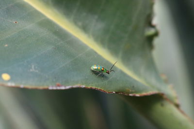 Close-up of ant on leaf