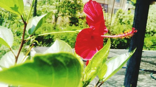 Close-up of red flowers