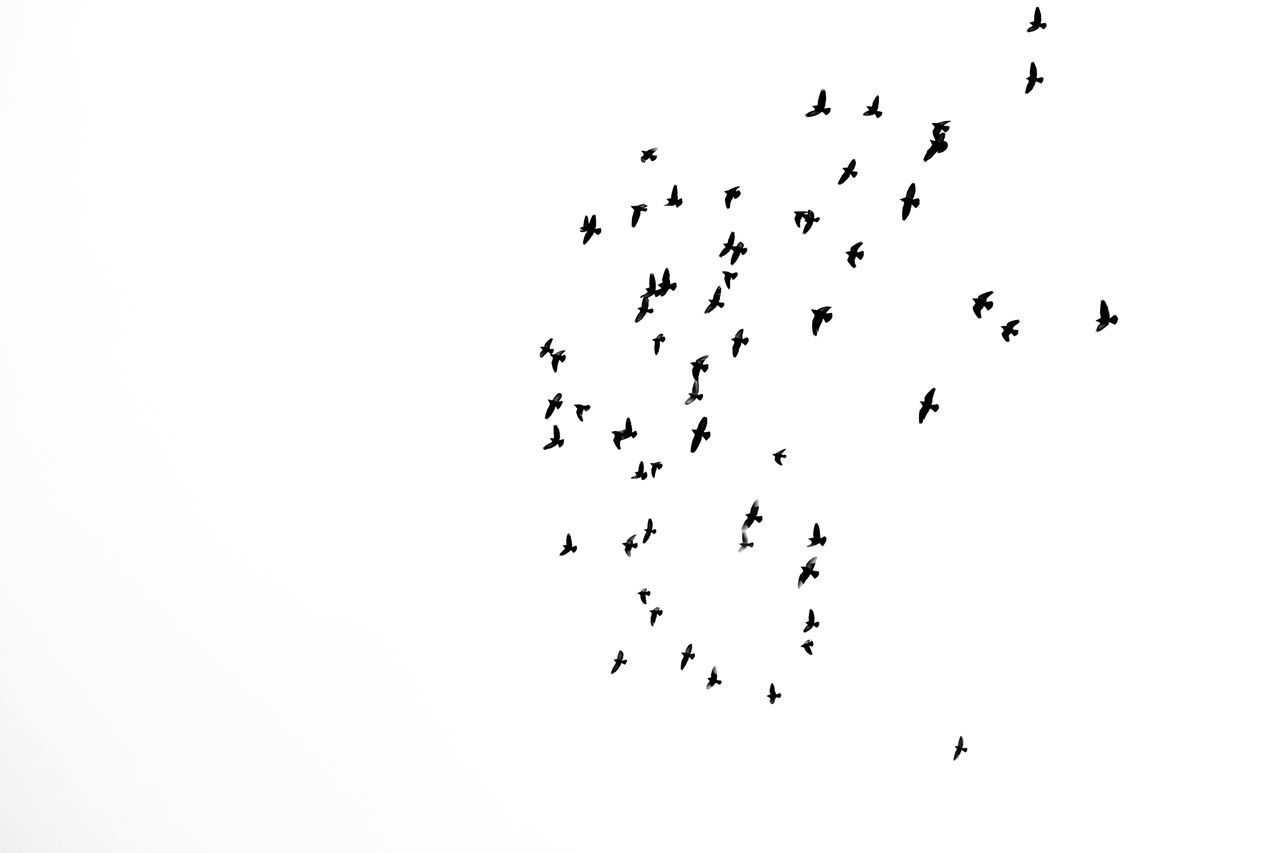 LOW ANGLE VIEW OF BIRDS FLYING