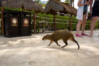 Low section of people standing by capybara