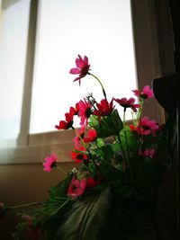 Close-up of pink flowers blooming at home