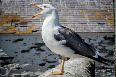 Close-up of seagull perching on wall