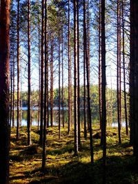 Trees in forest against sky