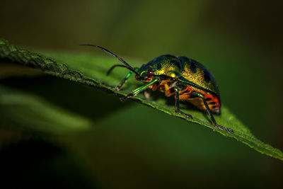 Close-up of insect on leaf