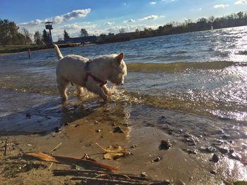 Dog in water