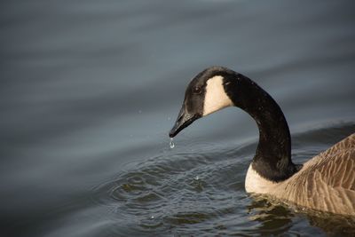 Close-up of swan swimming in lake