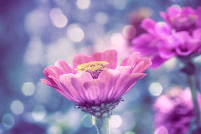 Close-up of pink flowering plant