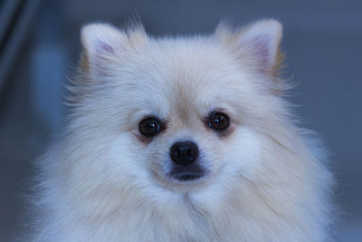 Close-up portrait of a dog