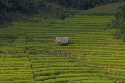 Scenic view of rice field