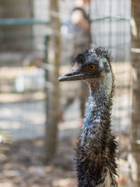 Close-up of emu at zoo