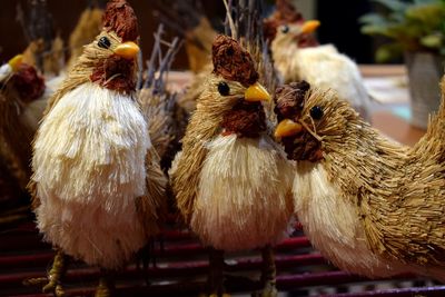 Close-up of birds in nest