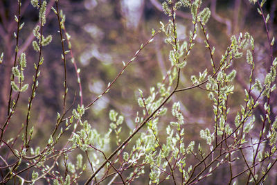 Close-up of flowering plants against trees in forest