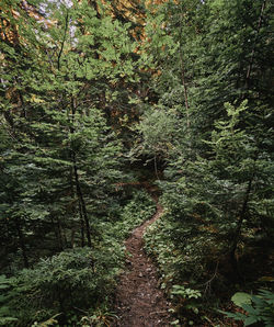 Trees growing in forest