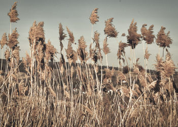 Close-up of dried grass in winter in field against sky