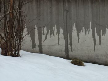 Trees on snow covered landscape