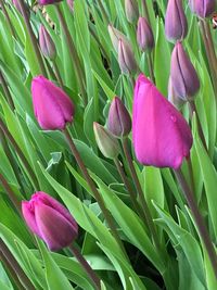 Close-up of pink flower blooming outdoors