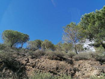 Low angle view of trees against clear blue sky