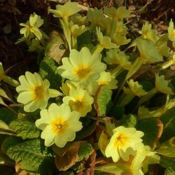 Close-up of yellow flowers