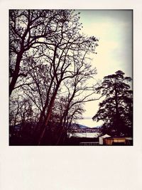 Low angle view of bare trees against sky