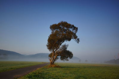 Tree on field against clear sky