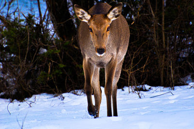 Deer standing on snow covered field