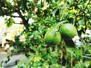 Close-up of fruits growing on tree
