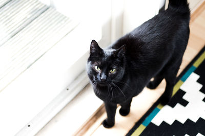 Close-up portrait of black cat