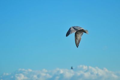 Low angle view of birds flying in sky