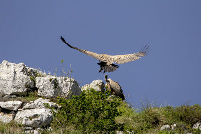 Griffon vulture in the picos de europa national park