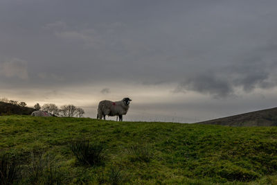 Sheep in a field