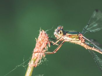 Close-up of spider on plant