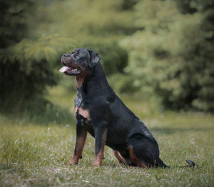 Black dog looking away on land