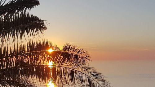 Silhouette palm tree by sea against sky during sunset