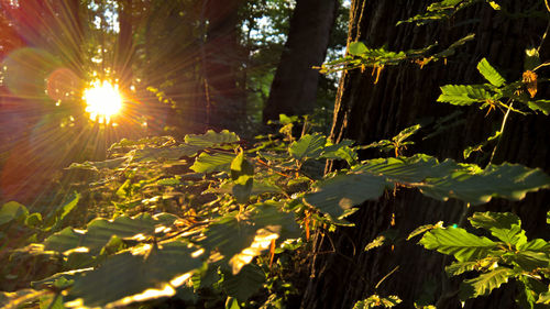 Sunlight streaming through tree leaves
